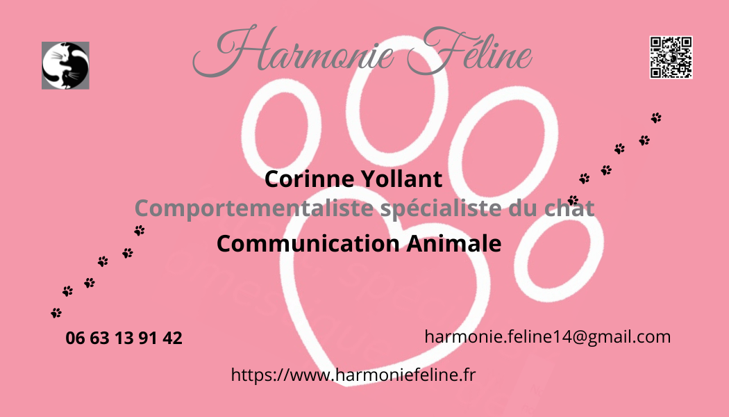 bilan comportemental félin en visioconférence